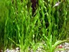 ESP::Planta de acuario Vallisneria spiralis