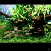 JAVA FERN - Live aquarium plant moss fish tank Anubias 