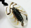  real natural feral Scorpion-king pendant fine jewelry 