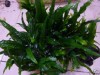 JAVA FERN - moss fish eye co2 tree live new fern light  