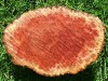 Red Mallee Burl 3.5kg wood turning wood carving lumber 