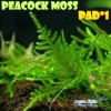 Peacock Moss PAD - Live aquarium plant fish tank eye wn 