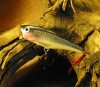 1 Rapala Skitter Pop 7 Shad Lure Good Used No Feathers 