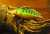 1 Rapala Shad Rap SR-7 Firetiger Excellent Shape Lure 