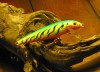 1 Rapala Sinking Lure CD-9 Firetiger New No Box Bait 