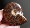 54*44mm fossil ammonite polished Madagascar  