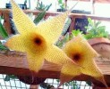 Stapelia gigantea 5cm Stecklinge unbewurzelt ascleps 