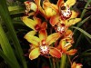 Cymbidium tigrinum Orquídea terrestre 