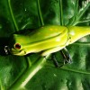 Topwater Prop Bait/Lure in Frog Colors Hook 24g 13cmDW2 