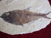 FOSSIL FISH DIPLOMYSTUS from Wyoming 