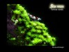 Star Moss- Live Aquarium Plant Fish Tank Aquatic.Magic  