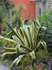 PLANTA PITERA AGAVE. NO SE ENVÍAN SEMILLAS 