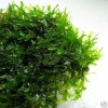 Pellia - Live aquatic plant Cherry Crystal Red Shrim 