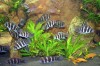 Amazonicus x 3 - Live Aquarium Plant Tank Aquatic.Magic 