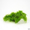 Taiwan Moss 1 portion - Live Aquarium Plant Fish Fern 