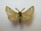 Lemonia balcanica - Male, RARE 