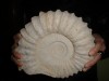 PRECIOSO AMMONITES GIGANTE ENTRE 6 Y 7 KILOS BONITO!!!!