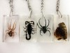 6pcs real insect scorpion spider&butterfly key-chain 