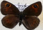 male EREBIA HISPANIA ex Spain 