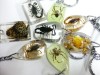 LOTS 6PCS REAL INSECTS SCORPION&SPIDER&CRAB KEY-CHAIN 