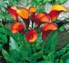 10 semillas/seeds Zantedeschia Flame cala naranja 