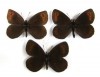 Erebia pronoe, the Water Ringlet 