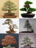 2º lote Semillas Seeds Bonsai or Garden Tree Seeds MIX 