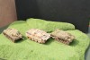 1/72 20mm 2 x German Hetzer 1 Jagd Panther Tanks 