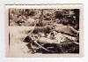 US WW2 Photo. Concentration camp. Bodies of victims. 