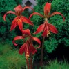 Sprekelia Jacobean Lilium Lily Flower Bulb - Very Rare 