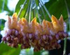 5 - 10 inches  cutting of Hoya