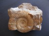 Ammonite Jurasico PERISPHINCTES. Fosiles Paleontologia 