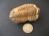 Trilobite Devonico. Fosiles Paleontologia 