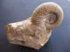 Ammonite Jurasico PERISPHINCTES. Fosiles Paleontologia 