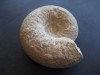 Ammonite Cretacico. Fosiles Paleontologia 