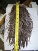   LARGE  METZ  GRIZZLEY  SADDLE  HACKLE   