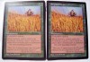 MTG-2X Pasto de elefantes / Elephant Grass 