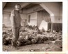 1945 Original Photo Horror  Nordhausen Nazi Concentration Camp  