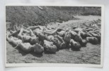 ORIGINAL German WWII KZ Mauthausen CONCENTRATION CAMP 1945 Austria Dead Bodies 