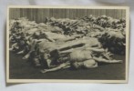 ORIGINAL German WWII KZ Mauthausen CONCENTRATION CAMP 1945 Austria Dead Bodys #3 