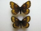 Erebia theano - COUPLE 