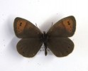 Erebia pandrose, the Dewy Ringlet 