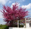 25 SEMILLAS CERCIS SILIQUASTRUM (ÁRBOL DEL AMOR) 