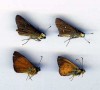 Butterfly x4 Hesperiidae (Mauritius) | eBay</title><meta name=