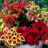 Coleo-Coleus ARCO IRIS. Variado. 180 Semillas - Seeds. | eBay</title><meta name=