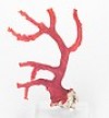  CADINGEMS 18.67CT GENUINE CORALLIUM RUBRUM RED PRECIOUS MEDITARREAN SEA CORAL 