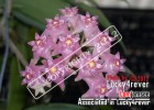 Hoya miarijaya 58 RARE rooted plant SPECIAL STARTING PRICE