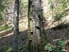  Mushrooms on beech - Photo digital picture jpg 