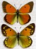  Pair Colias Myrmidone EX Czech Republic 