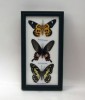  Set 3 Real Beautiful Butterfly Taxidermy Black Frame 9 